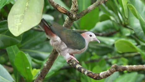 wild green imperial pigeon, ducula aenea perching on tree branch, raising its tail to show desire to mate, fly away at the end, close up shot wildlife bird species in its natural habitat