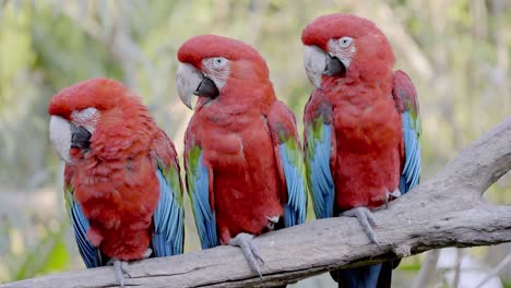 close up shot of red and green macaws, ara chloropterus