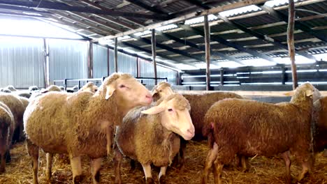 sheep and lambs on farm animals