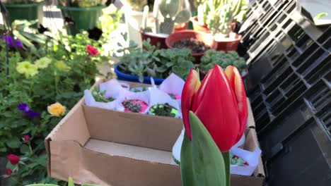 hermoso tulipán en medio de la ciudad