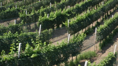 flyover vineyard in summer evening