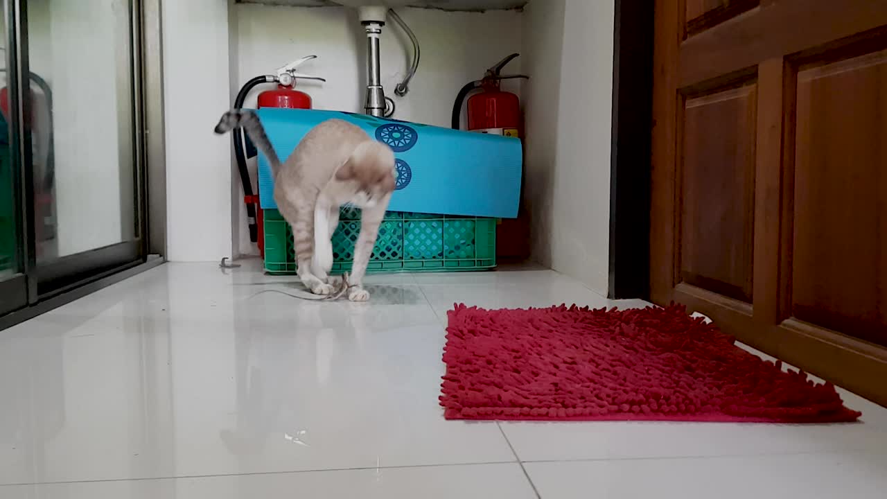 gato gris joven jugando y comiendo rezar salamandra dentro de la casa 2