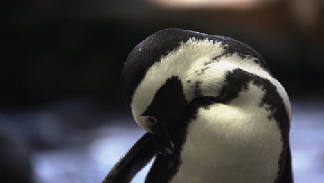 Endangered-african-penguin-biting-under-its-wings-to-clean-the-feathers