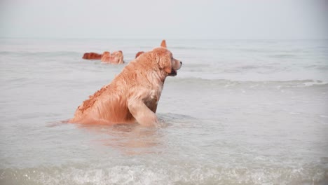 golden retriever dogs playing sea water. recreation on the beach. golden retriever dog