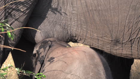 primer plano de una pequeña cría de elefante mamando del pezón de la madre