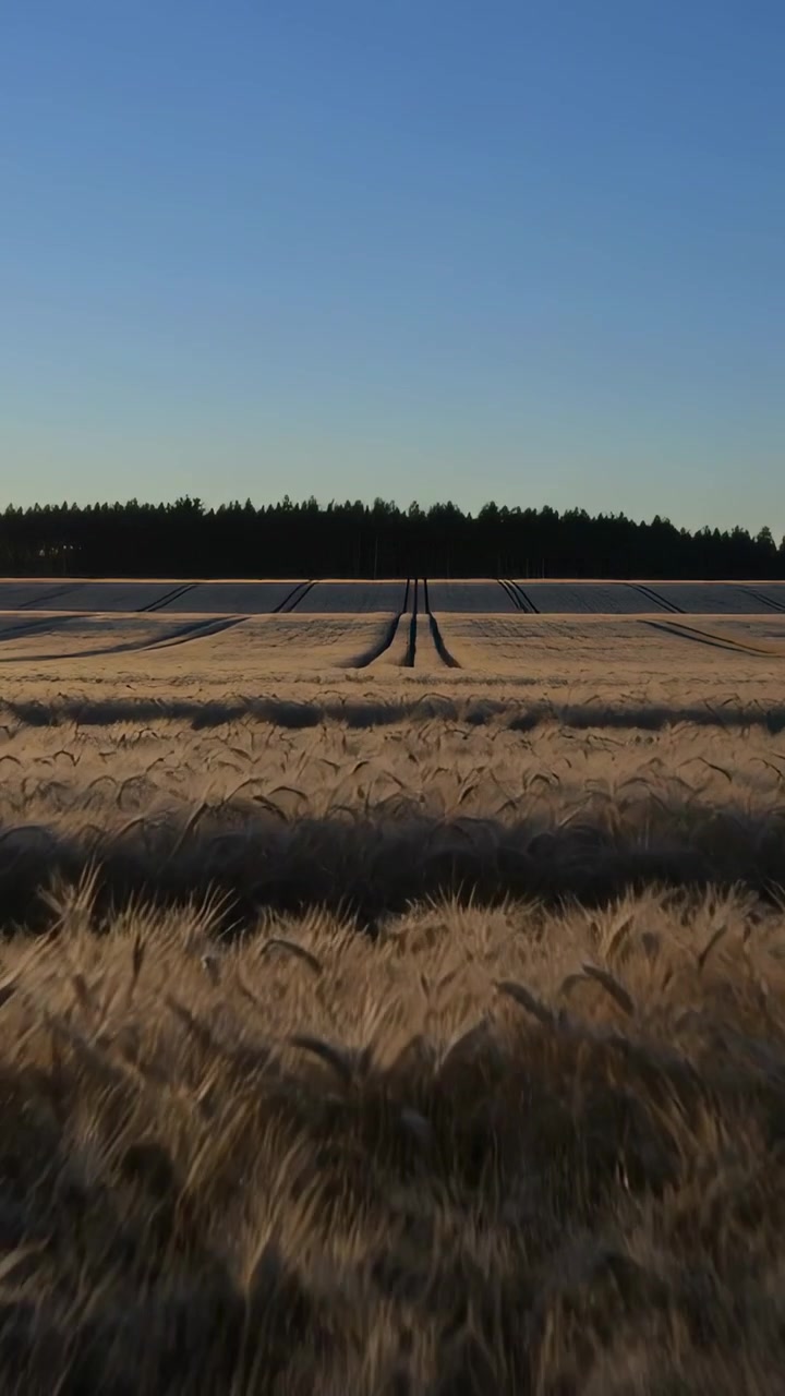 Vertical video: Pulling back camera revealing golden wheat to show tractor tracks to pine treeline