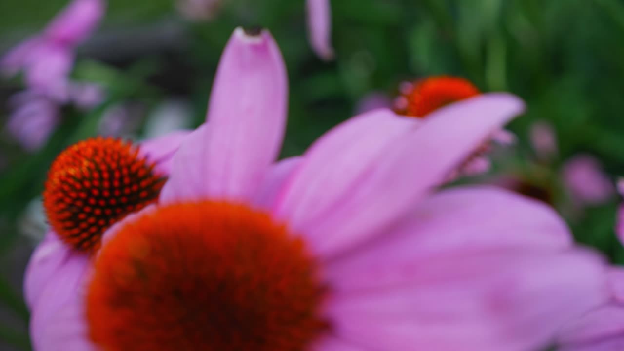 Primo piano di bellissime echinacee in fiore.