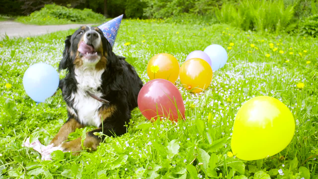 un perro con una gorra festiva comiendo un hueso