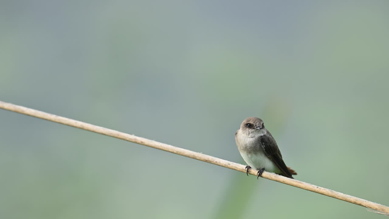 A Grey-throated Martin rests calmly on a perch in its natural habitat