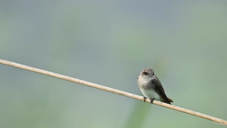 a grey-throated martin rests calmly on a perch in its natural habitat
