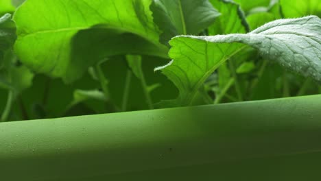 fresh homegrown radish in window sill box garden, macro close up dolly shot