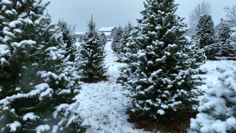 christmas tree farm during snow storm