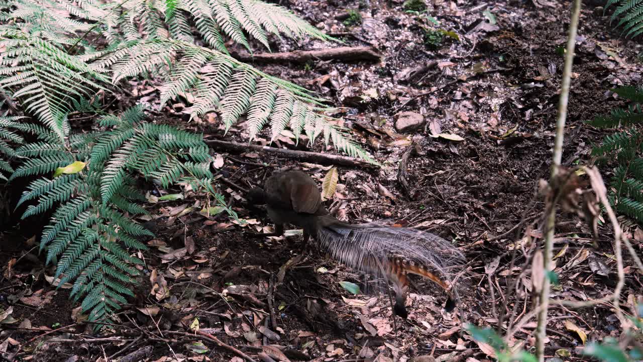 Superb Lyrebird Scratching Its Claws Under Leaf Litter In The Blue Mountains National Park, New South Wales, Australia. - closeup shot
