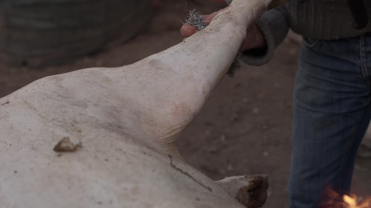 Man scrapes pig leg with knife after singeing during traditional slaughter process
