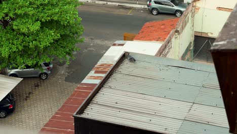 Curious-pidgeon-on-top-of-a-roog-watching-over-people-and-cars-passing-by