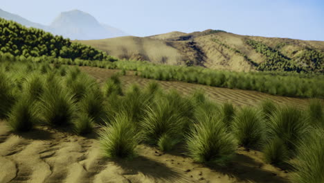 expansive landscape with dense grasses under clear blue sky