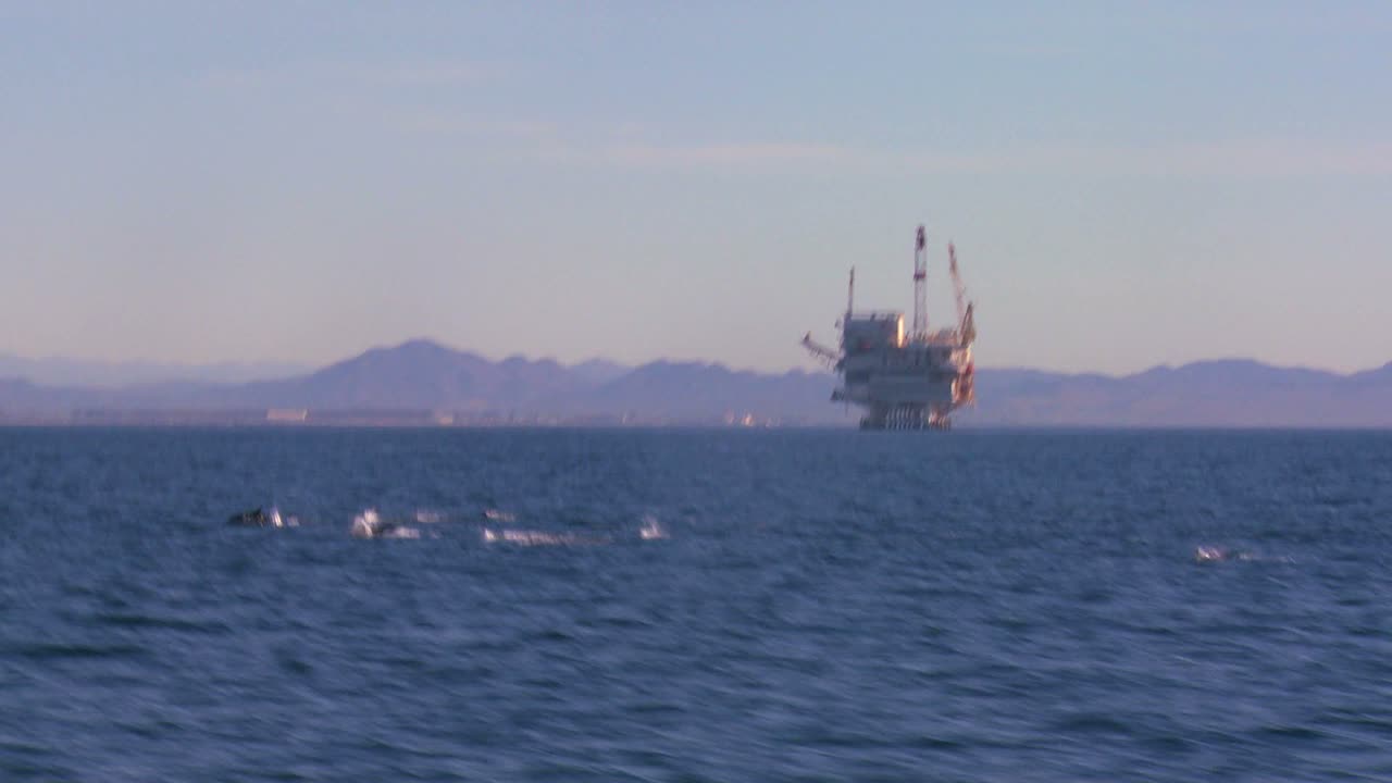 캘리포니아 산타바바라 연안에서 석유 플랫폼을 배경으로 장난치는 돌고래 떼