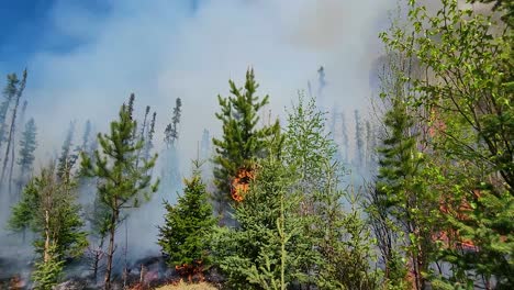 Aerial-forward-view-of-a-forest-fire-with-a-burning-tree:-Daylight