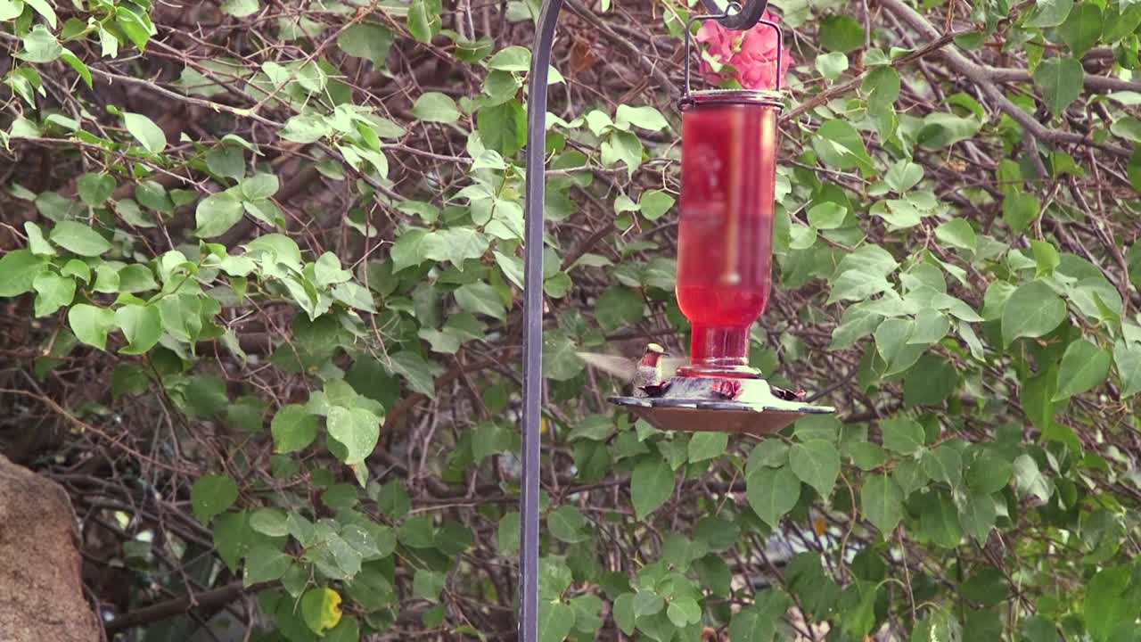 Un colibrì che mangia tranquillamente a una mangiatoia da giardino viene scacciato da un altro colibrì, Scottsdale, Arizona