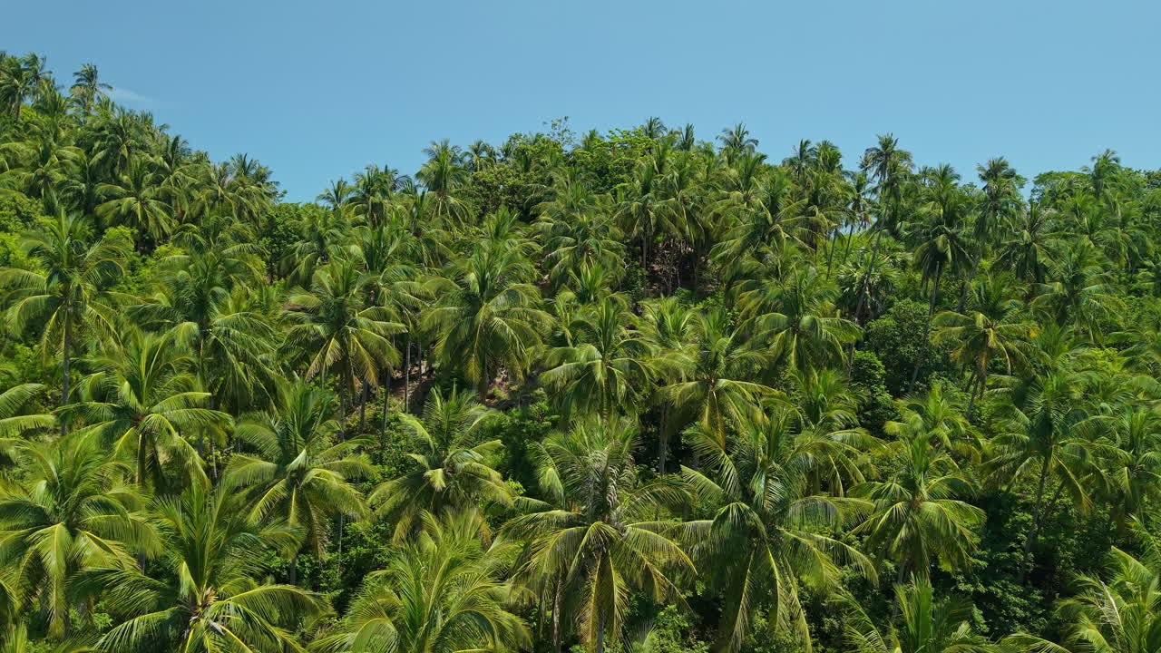 Drone Flying Above Palm Tree Canopy Tropical Jungle Koh Samui Thailand