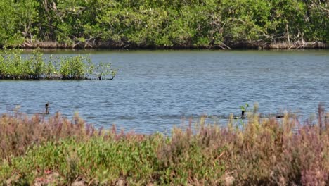 A-flock-foraging-and-working-together-as-they-move-to-the-right-flanking-the-fish,-Little-Cormorant-Microcarbo-niger,-Thailand