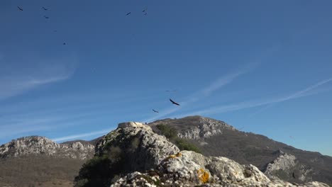 slow-motion footage of the summit of monte aixita in navarra surrounded by several vultures and condors flying around it