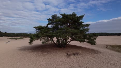 Einsame-Kiefer-Auf-Einem-Hügel-Luftbild-Der-Breiteren-Soesterduinen-Sanddünenlandschaft-In-Den-Niederlanden-Mit-Blauem-Himmel-Und-Wolkendecke-Dahinter