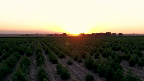 campos de cáñamo vuelo fantasma de bajo nivel durante la puesta de sol