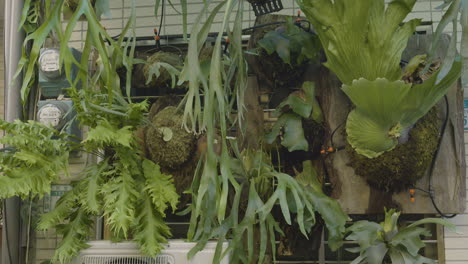 vertical hanging plant display – close-up, taiwan
