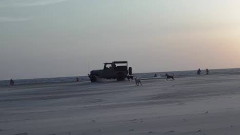 perros persiguiendo un jeep de equitación en la playa de goa resort, india