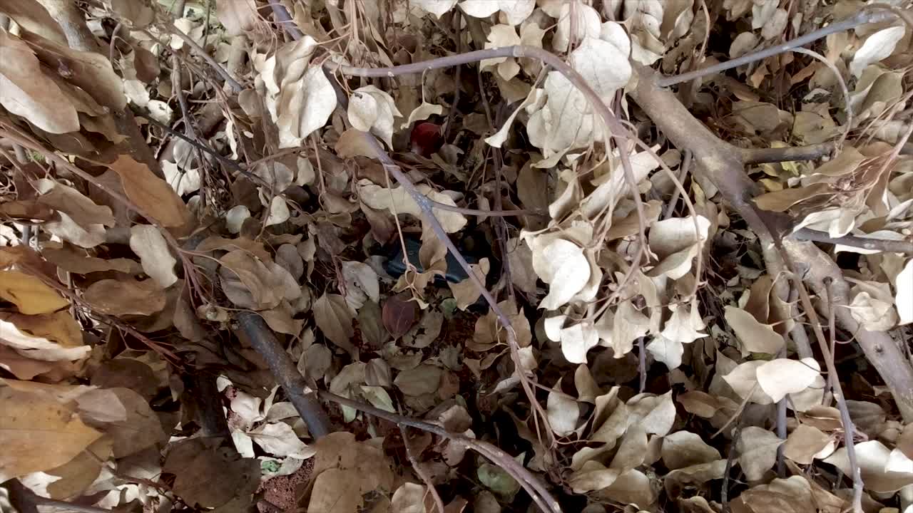 어떤 덤불과 건조한 잎에 숨겨진 검은 총을 꺼내는 남자