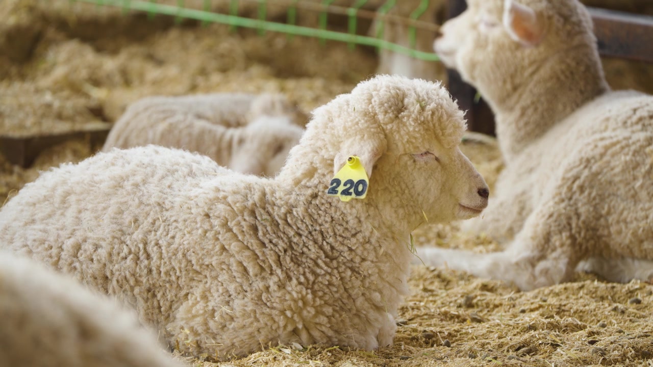 Pecore lanose con marche auricolari che riposano sul fieno all'interno di un recinto di stalla presso la fattoria Anseong in Corea del Sud.