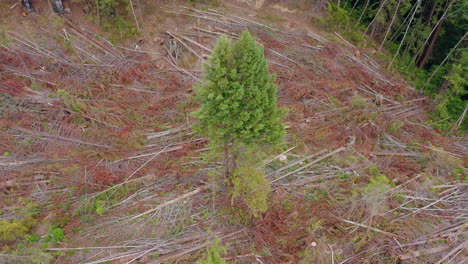 clearcut section of redwood trees drone aerial point of interest