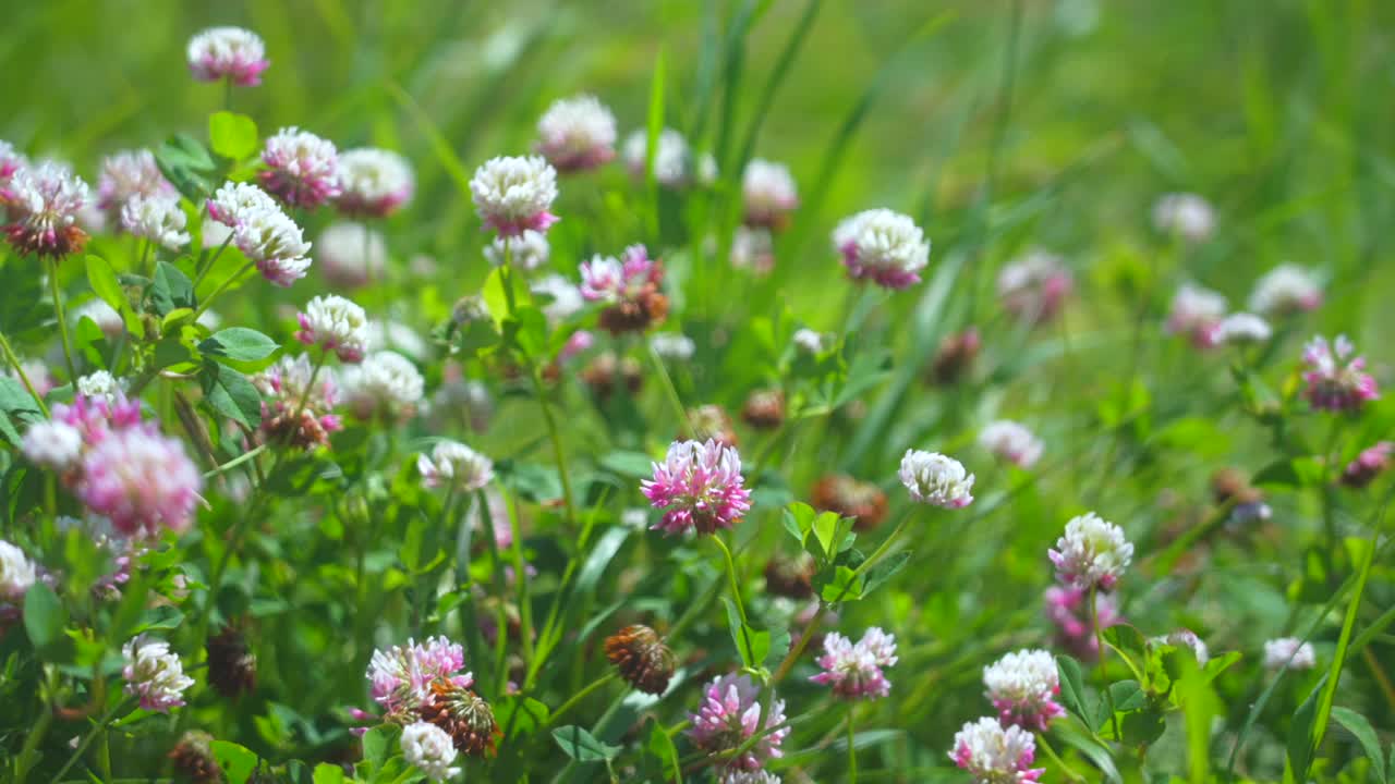 바람에 야생화의 클로즈업