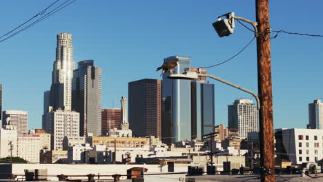 hawk perched on a lamppost with los angeles skyline in the background