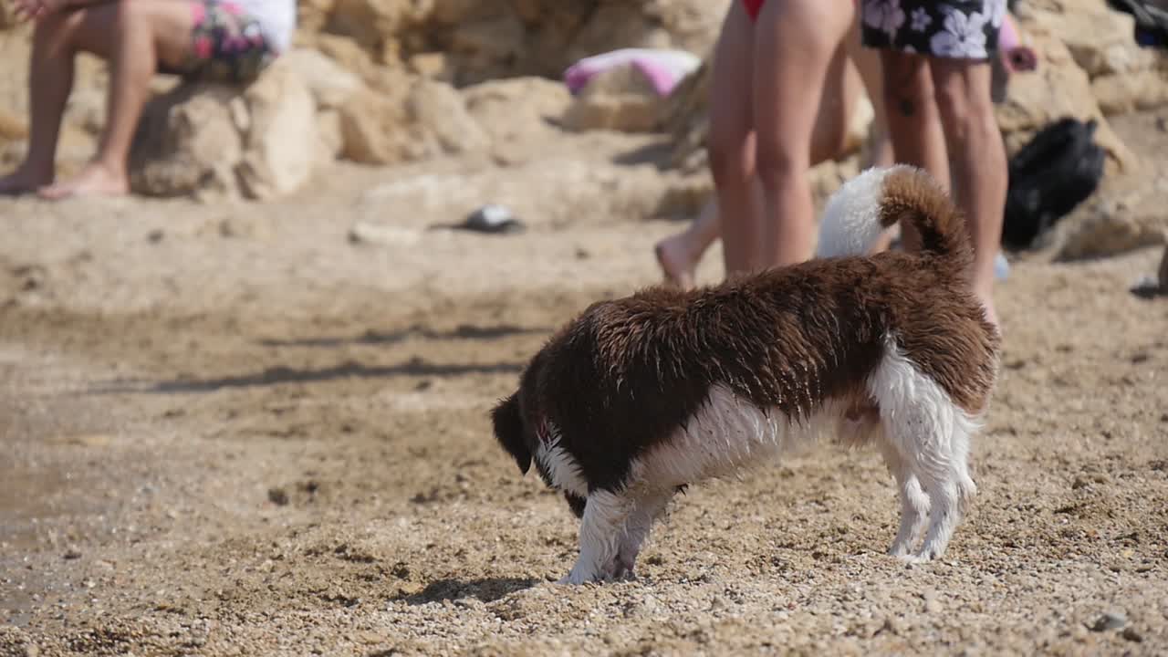 perro corgi en la playa caminando por la orilla en cámara lenta