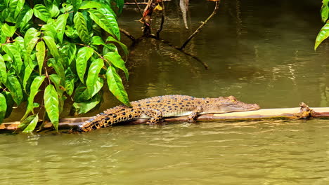 tropical riverbank with crocodile safari boat navigating water viewing resting reptile on log near matara in lush greenery