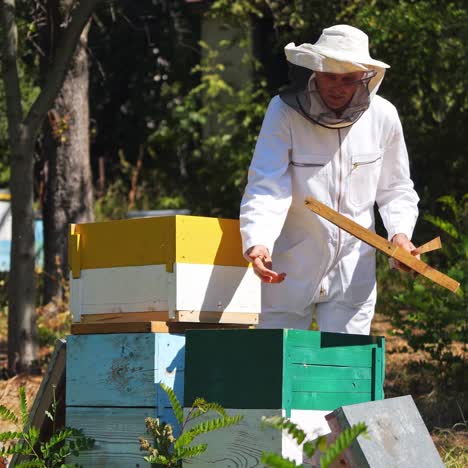 beekeeper is working with bees and beehives on the apiary. frames of a bee hive