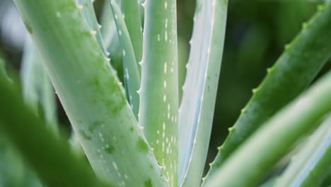 toma estática de la planta de aloe vera en maceta con manchas blancas en la hoja