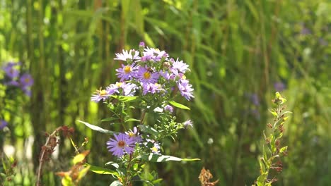 some bees are pollinating some pink flowers