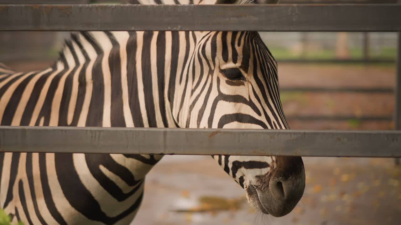 Serena immagine di zebra, tenero ritratto di una zebra a strisce al pascolo, zebra tranquilla dietro una barriera metallica in una scena campestre fangosa, zebra serena con un motivo distintivo in un ambiente naturale dietro una recinzione metallica