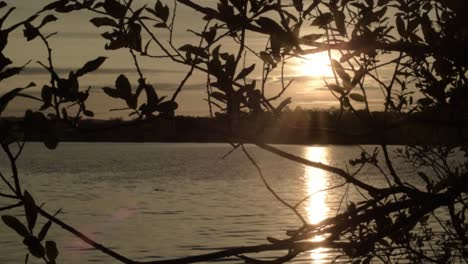 sun setting over lake through tree branches in gentle breeze