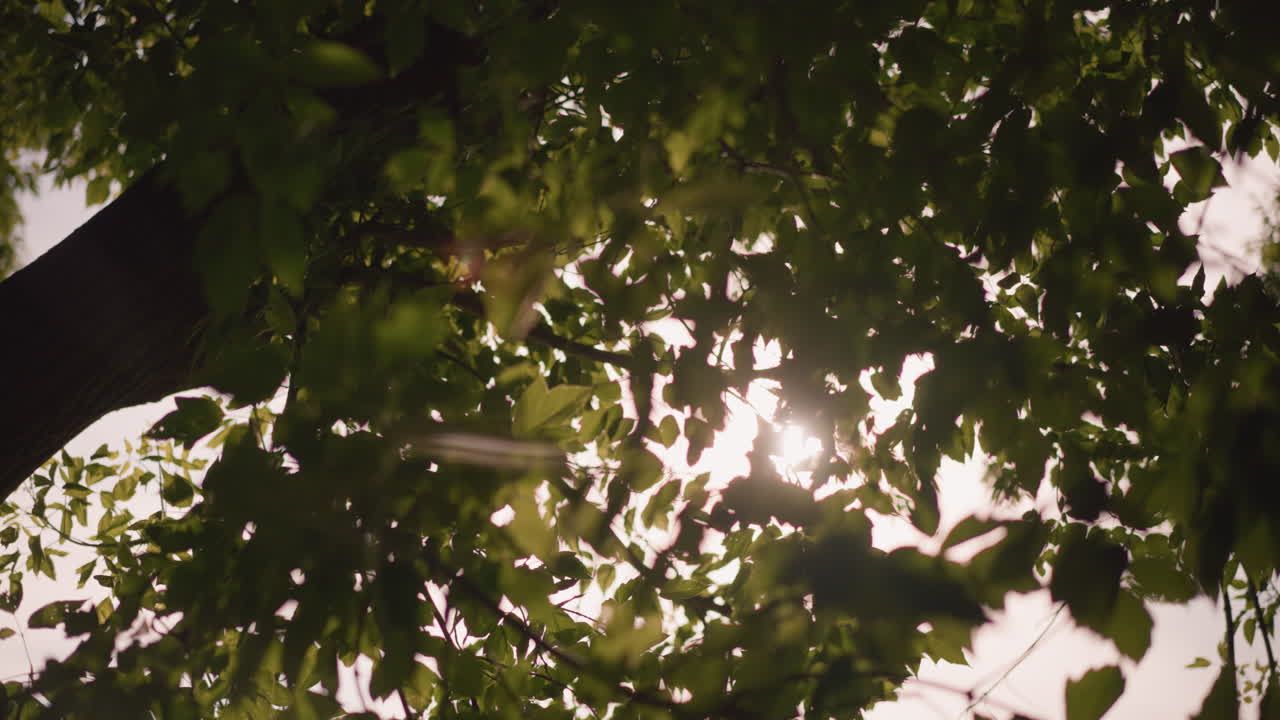 빛은 울창한 초록색 잎을 통해 부드럽게 필터링하고, 부드러운 바람에 흔들리는 동안 따뜻한 그림자를 던집니다. 자연의 빛은 진정하고 평화로운 분위기를 만니다.