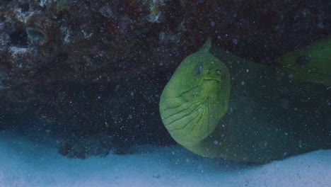 la anguila morena verde cerca debajo de los dientes del arrecife que muestran