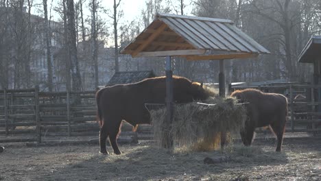 static footage of bison with bison calf eating dry grass from a wooden feeder at zoo. standing in profile and sunlit shines on the bison's backs. steam surrounds bulls as they eat dried hay together.