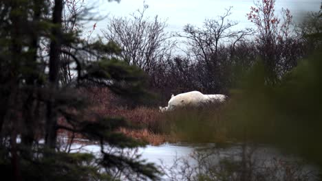 Un-Inquieto-Oso-Polar-Que-Duerme-La-Siesta-Espera-Que-El-Invierno-Se-Congele-Entre-La-Maleza-Subártica-Y-Los-árboles-De-Churchill,-Manitoba