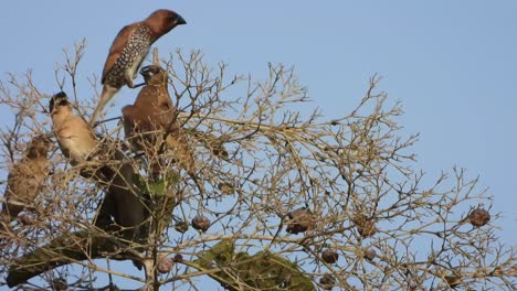 Lonchura-in-tree-and-chilling-