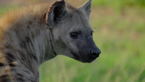 spotted hyena profile