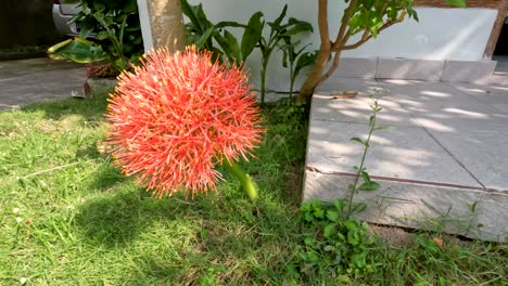 planta de scadoxus con flores, tiene una forma de bola roja, tallos verdes débiles