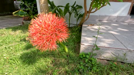 flowering scadoxus plant, has a red ball-like shape, weak green stems